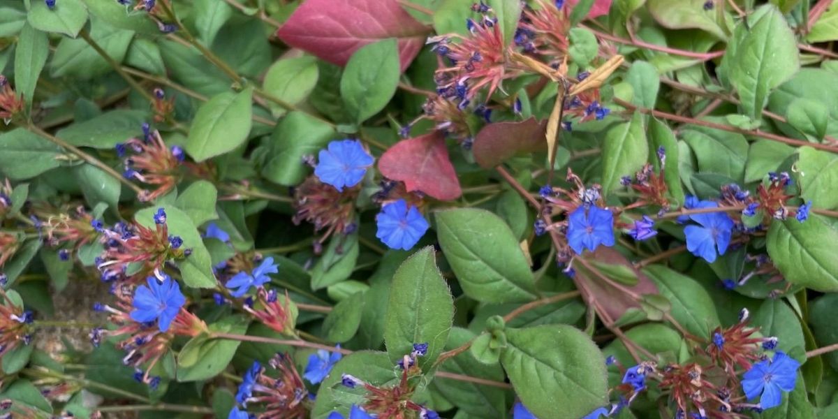 Ceratostigma plumbaginoides
