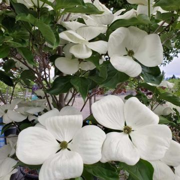 Cornus x 'Venus'