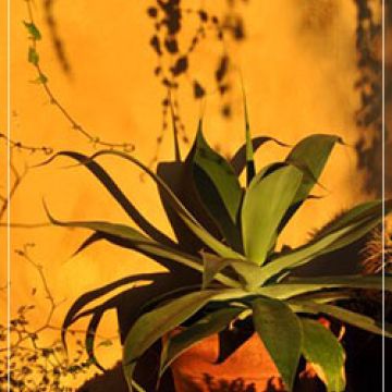 Agave neomexicana