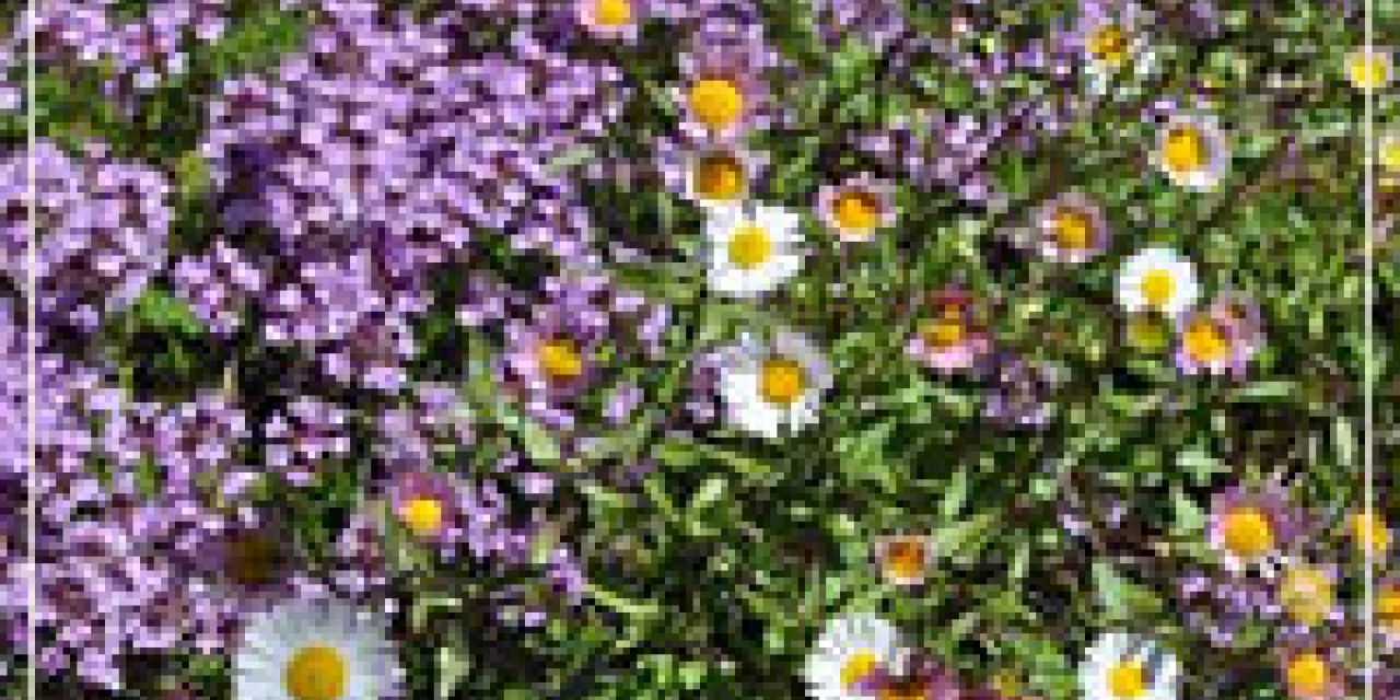 Erigeron 'Profusion' with Creeping Thyme