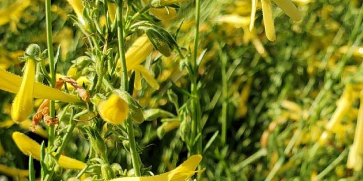 Penstemon Mersea Yellow