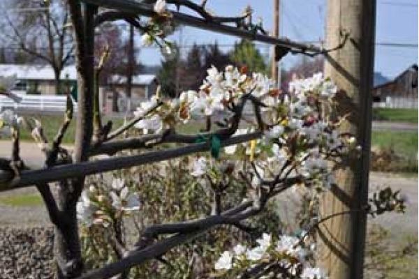 asian-pear-espaliered