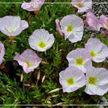 Oenethera 'Siskiyou' - Evening Primrose