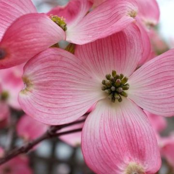 Cornus florida rubra