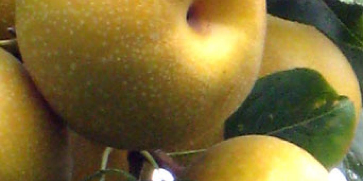 Asian Pear