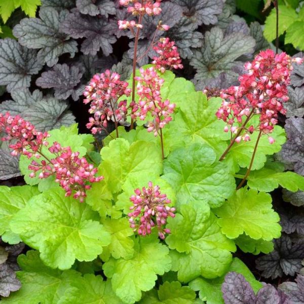 HEU - Heuchera s. ‘Bressingham Hybrids’ (Coral Bells)