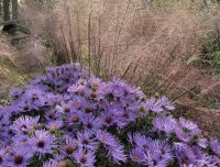 plant highlights