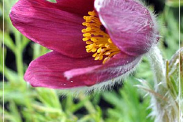 photoPulsatillaVulgaris250x376