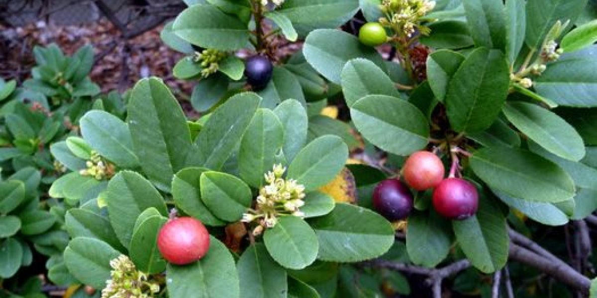 Coffeeberry