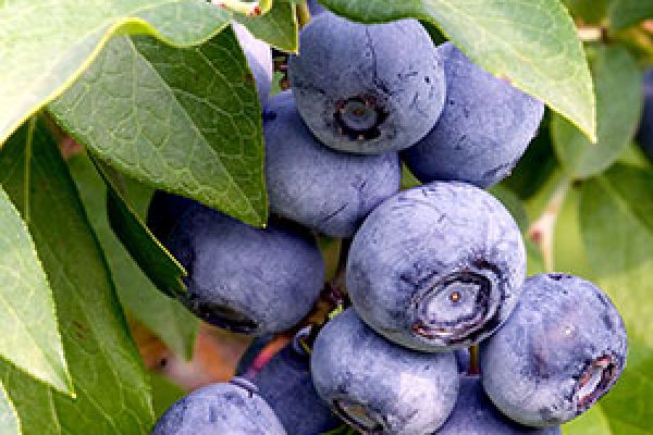 blueberries