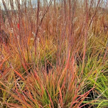Schizachyrium 'Carousel'