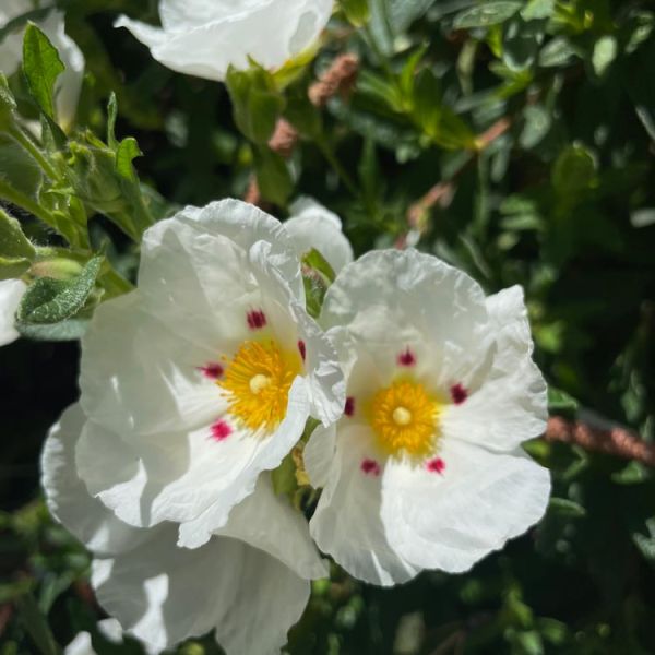 Cistus ladanifer