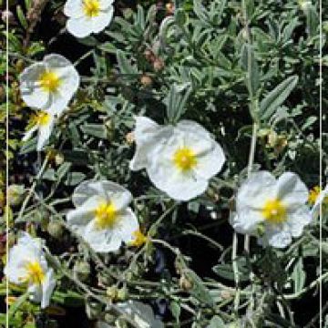 Helianthemum 'The Bride'