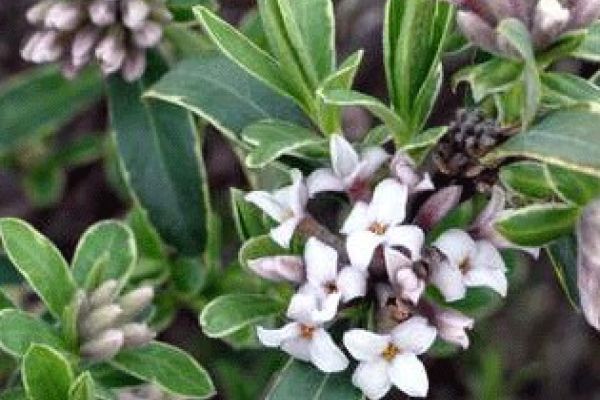 Daphne_Summer-Ice-plant-of-