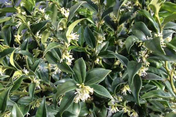 Sarcococca ruscifolia