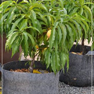 Dwarf Peach tree
