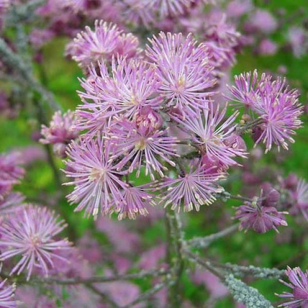 THA - Thalictrum ‘Black Stockings’ (Meadow Rue) 