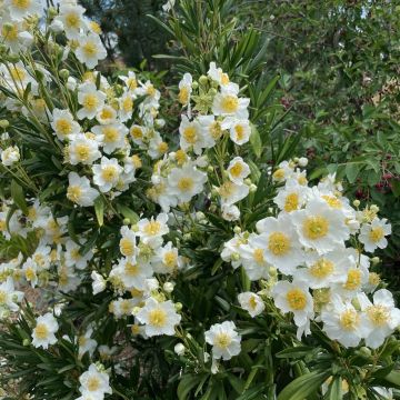 Carpenteria californica