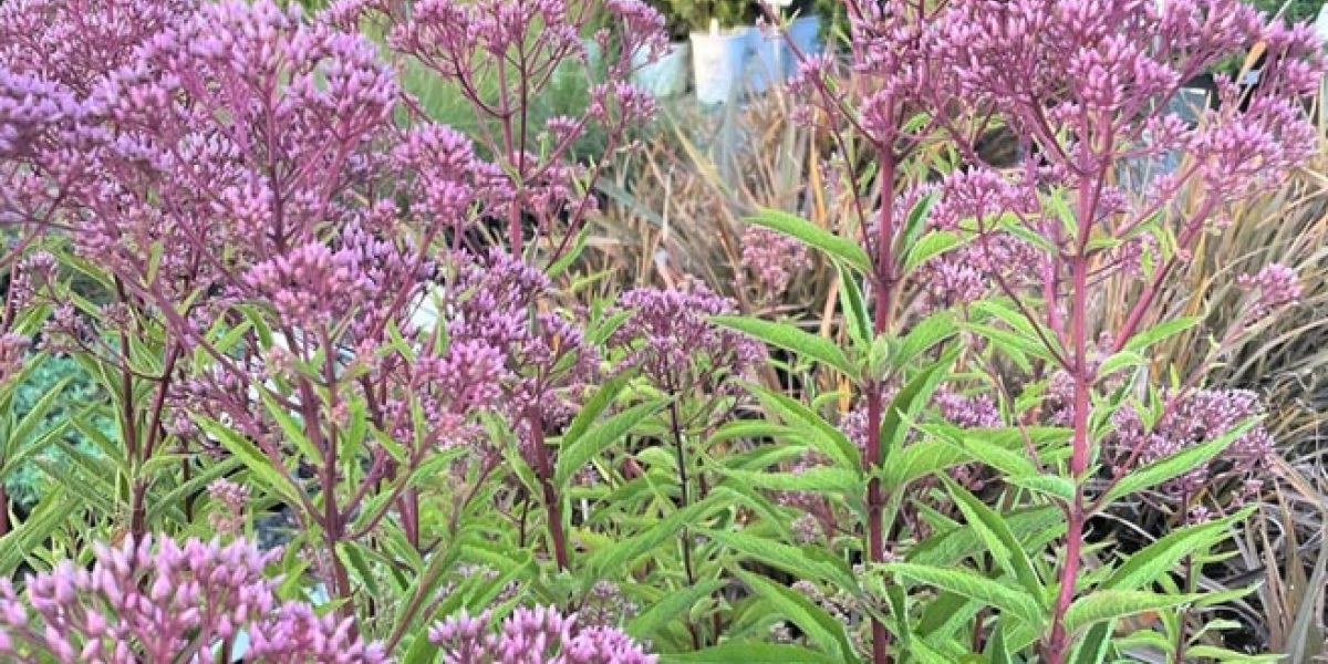 Eupatorium Little Joe edit