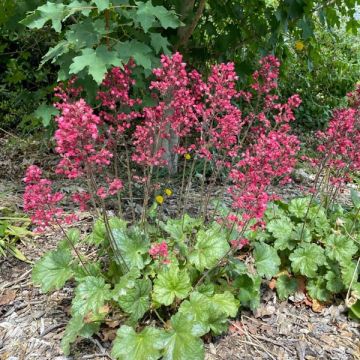 Heuchera ‘Paris'