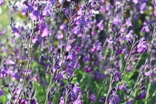 Salvia 'Ultra Violet'