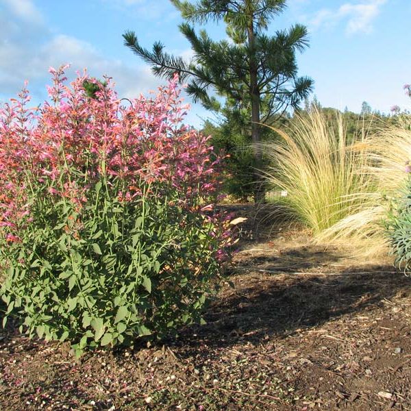 Agastache 'Tutti Frutti' 