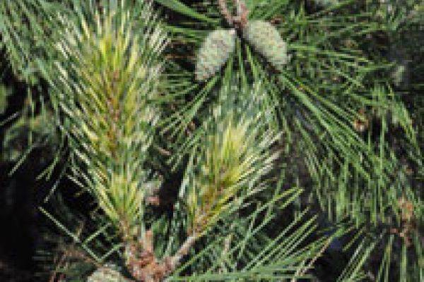 pinus-oculis