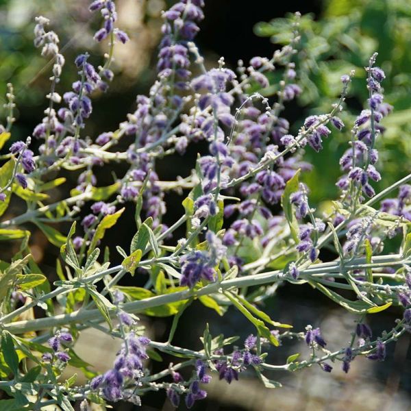PER - Perovskia a. ‘Little Spire’(Compact Russian Sage)