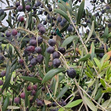 Olive tree