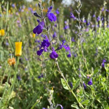 Salvia 'Blue Note'
