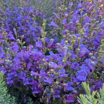 Penstemon 'Margarita BOP'