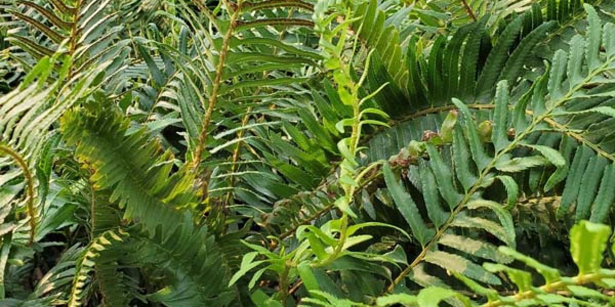 Western Sword Fern