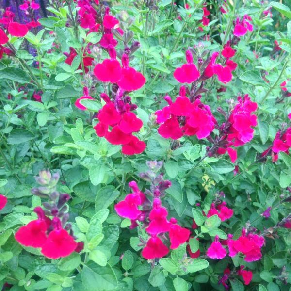 SAL - Salvia ‘Heatwave Brilliance’ (Hybrid Autumn Sage)
