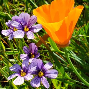 Sisyrinchium and Escscholzia
