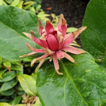 Calycanthus occidentalis