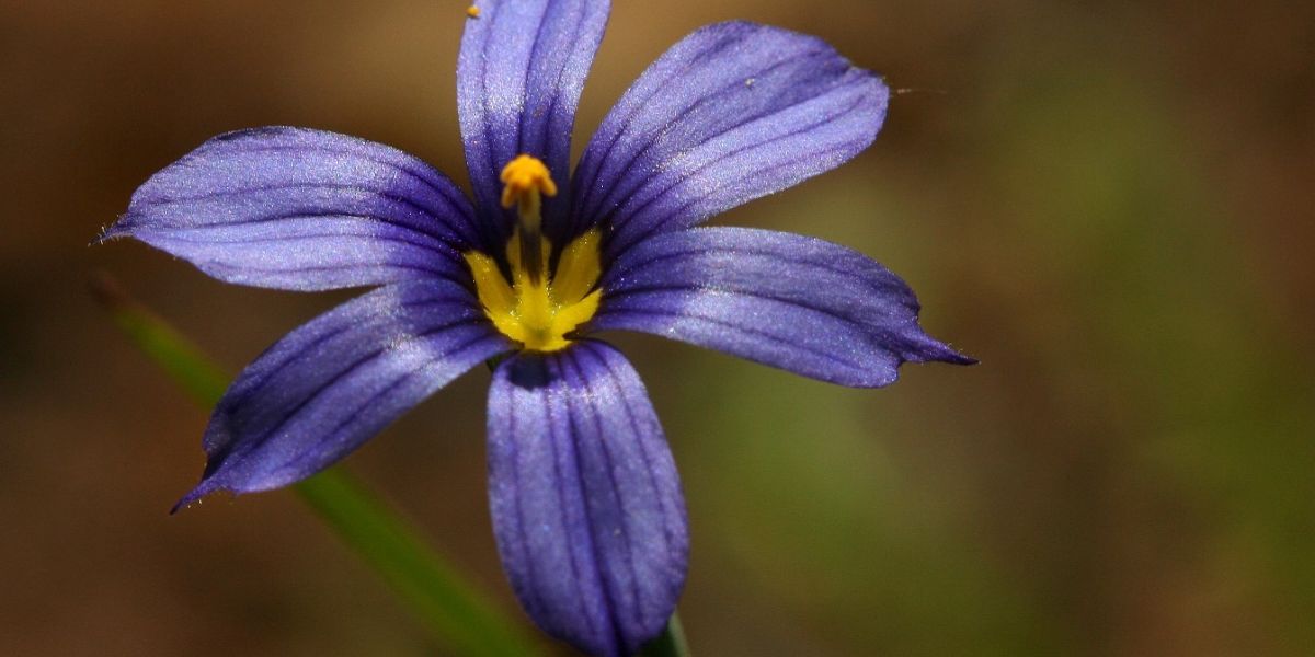 Sisyrinchium