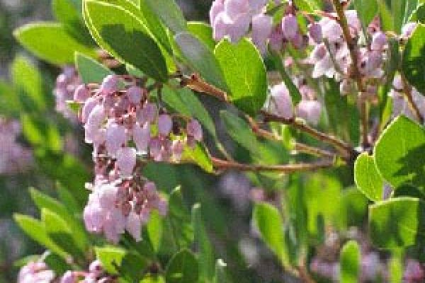 Arctostaphylos_Howard-McMinn.jpg