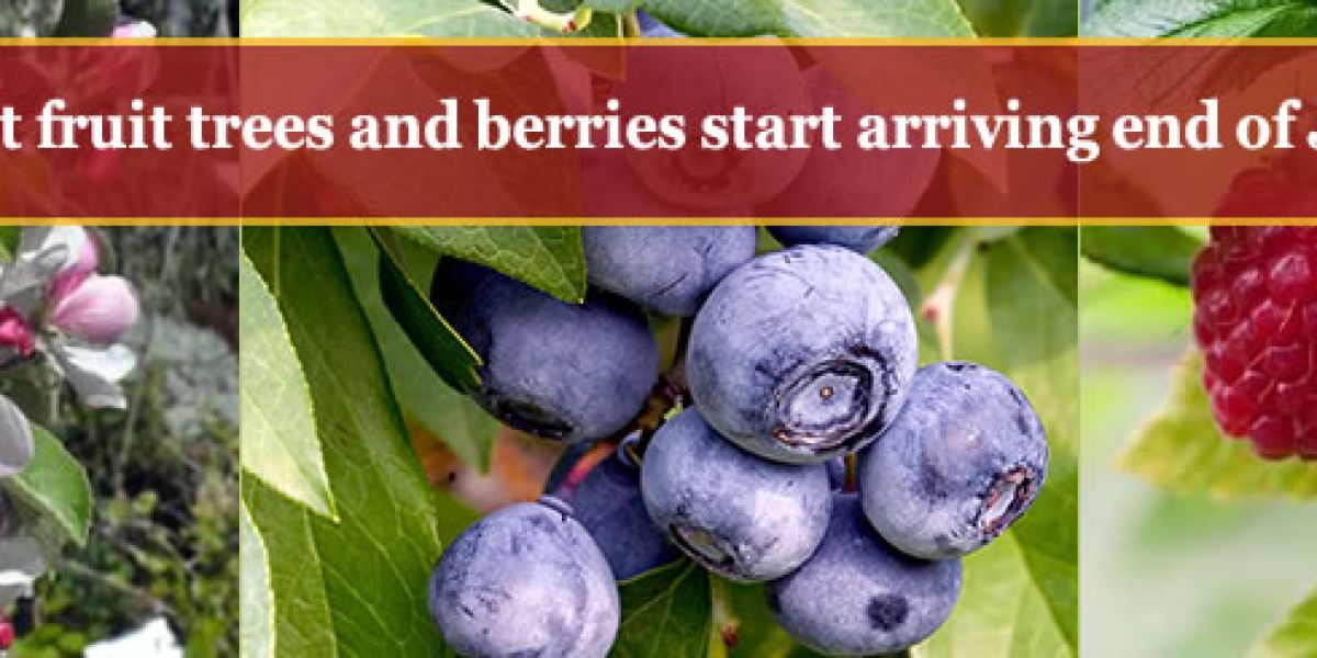 homeWinter2017 Bare Root Fruit Trees and Berries