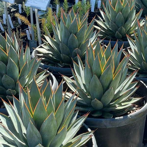 Agave 'Blue Glow'