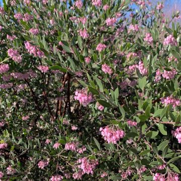 Arctostaphylos 'Sentinel'