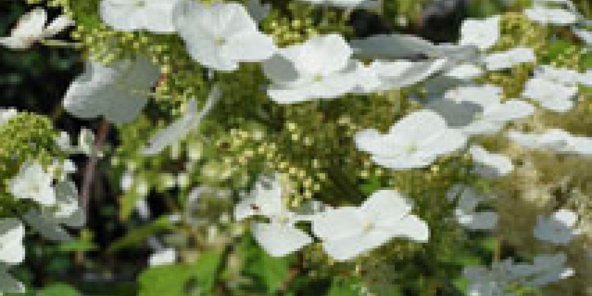 hydrangea-quercifolia