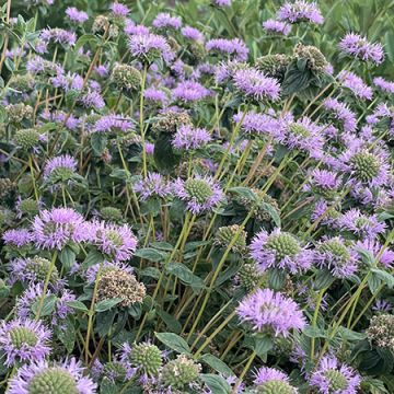 Monardella villosa 'Russian River'