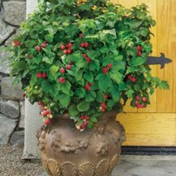 Raspberry 'Shortcake' thornless compact