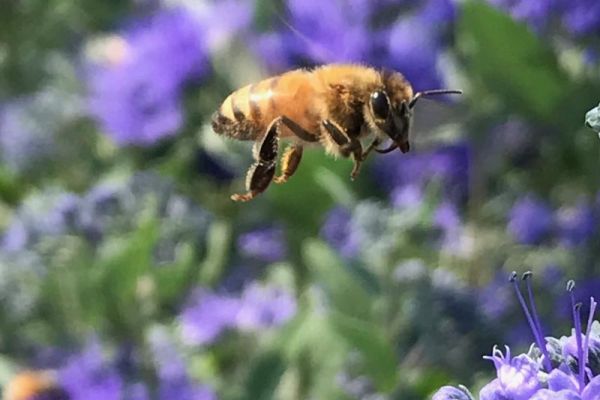honey bee hovering over purple flowers