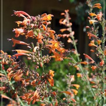 Agastache aurantica