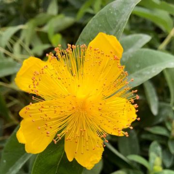 Hypericum calycinum 