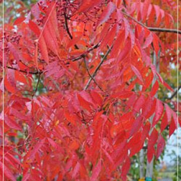 Pistachia chinensis fall color
