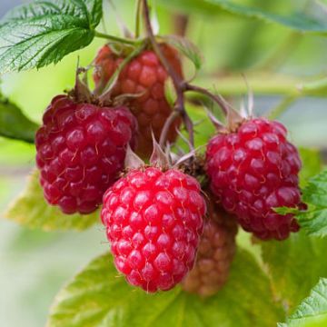 Raspberries