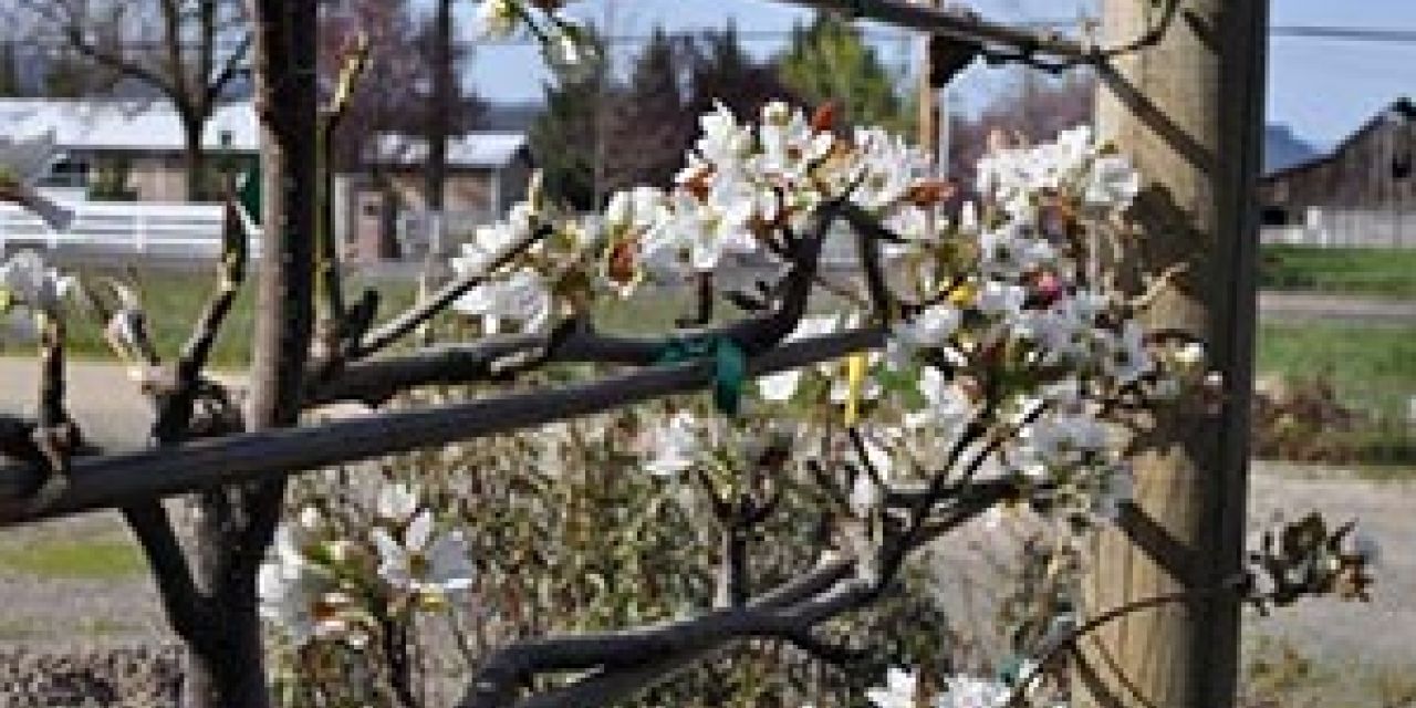 espaliered Asian pear tree