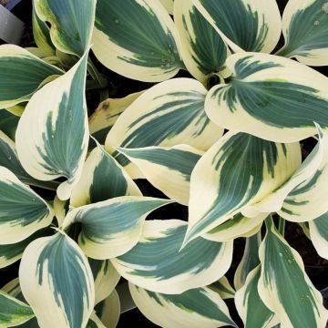 Hosta sp.
